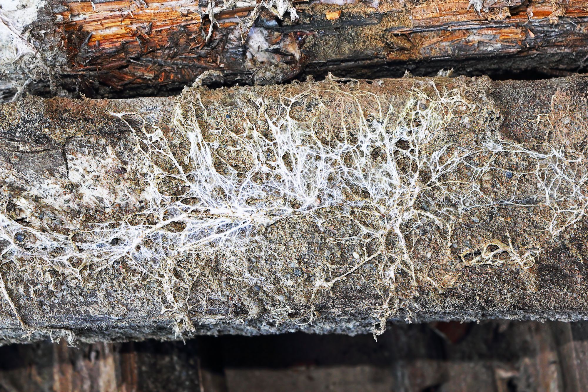 how-to-identify-and-treat-dry-rot