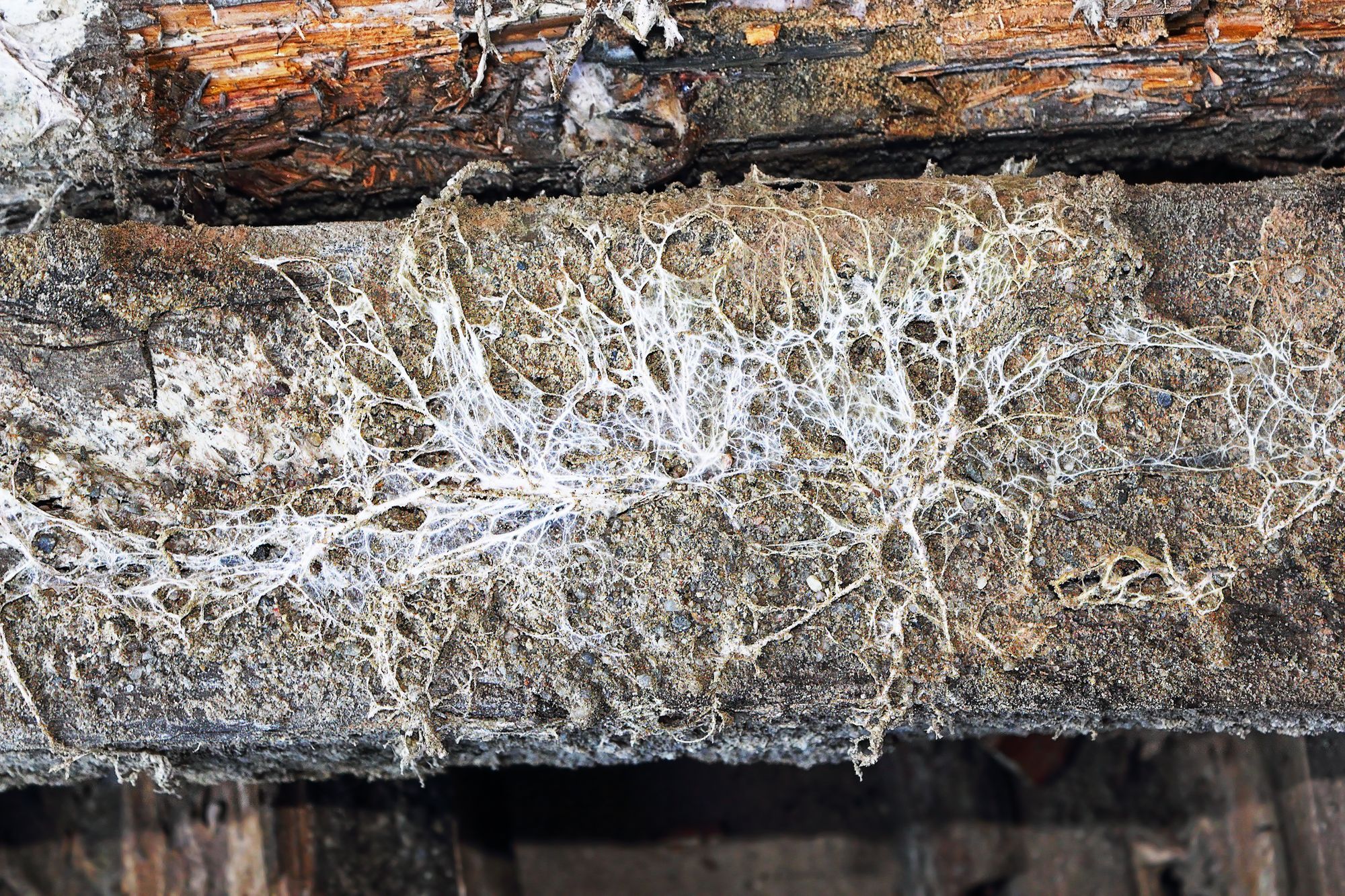 How to identify and treat dry rot