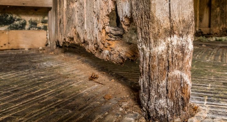 What are the differences between wet and dry rot?