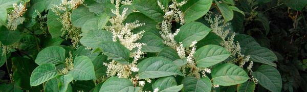 Japanese knotweed... just how bad is it?
