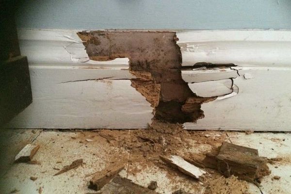 How to identify and treat wet rot in your home