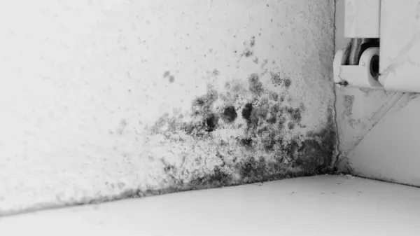 Removing black mould from your home.